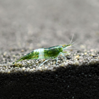 Grüne Rili Garnele, Neocaridina davidi 'Rili Green'